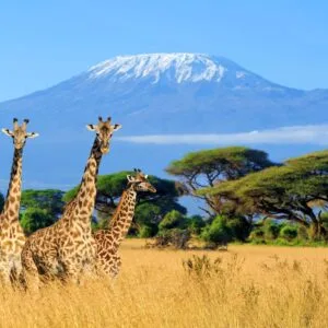 Op safari in Kenia & Diani Beach - Fox reizen