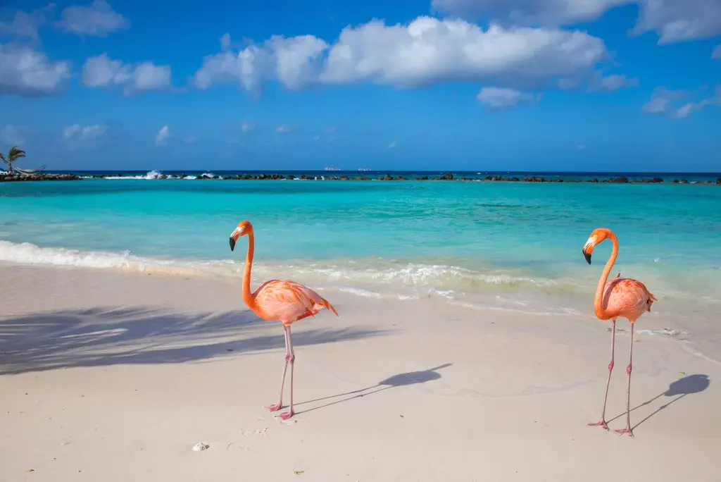Cruise Curaçao & Caribische Parels
