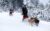 Winterreis Finland – Arctic Lakeland – Fox reizen